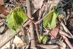 63 hộ dân có sâm Ngọc Linh chết được khoanh nợ 3,6 tỷ đồng.