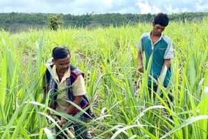 Nhờ sự quan tâm, hỗ trợ của các cấp chính quyền gia đình anh Đinh Ươn (bên phải) đã thoát nghèo.