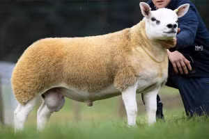 Double Diamond, con cừu đắt giá nhất thế giới hiện nay. Ảnh: PA.