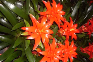 7 loại cây cảnh trong phòng khách giúp gia chủ chiêu tài, kích lộc