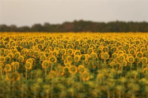 Cánh đồng hoa hướng dương gần Beausejour, Manitoba, Canada còn vài tuần nữa mới có thể thu hoạch.