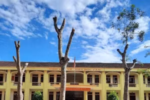 Hình ảnh 3 gốc xà cừ bị cắt trụi tại Trường THCS Cát Văn, huyện Thanh Chương, Nghệ An. Ảnh: Lương Văn.