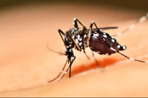 Thả muỗi đực biến đổi gen để diệt muỗi cái