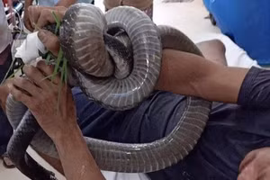 Con rắn hổ chúa cắn anh T.