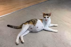 Mẹ mèo bụng bầu Boba.