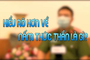 Nhận diện ma túy: Nhận diện "nấm thức thần"