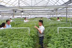 Giảng viên, sinh viên thực nghiệp trên cây trồng.