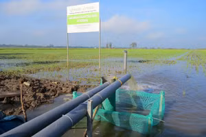 Mô hình canh tác lúa lý tưởng tại HTX DVNN Mỹ Đông 2.