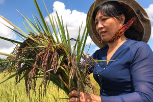 Bà Nga cầm trên tay lúa tím thảo dược được trồng theo hướng hữu cơ sinh học.