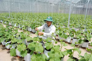 Mô hình trồng dưa lưới của anh Nguyễn Văn Đệ mỗi năm đem lại nguồn thu hàng trăm triệu đồng.