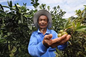 Ông Trung và cây tắc cẩm thạch trong vườn nhà.