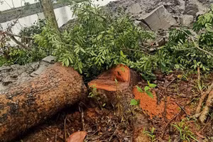 Cây xà cừ thời điểm bị chặt hạ.