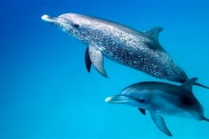 Cá heo thân thiện đáng yêu