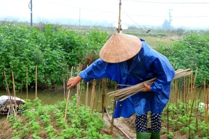 Người dân đang trong giai đoạn cắm nan, trồng dặm lại những cây bị hư hỏng chuẩn bị hoa phục vụ Tết Nguyên đán.