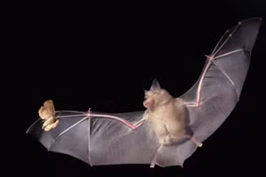 Dơi phát hiện con mồi qua sóng sonar.