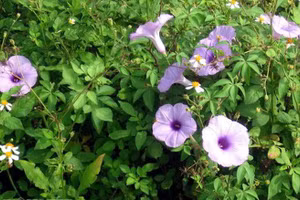 Ảnh minh họa/INT.