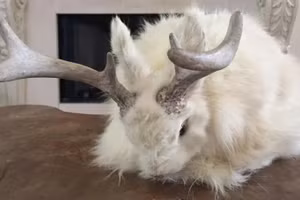 Sự thật về loài thỏ có sừng như nai 