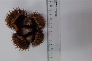 “Cứu” nguồn gene hạt dẻ Trùng Khánh đang thoái 