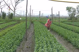 Người dân phường Quảng Long dày công chăm sóc hoa cho dịp Tết.