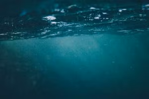 Sợi vi nhựa chiếm 78% các hạt được tìm thấy trong dạ dày của cá voi Beluga.