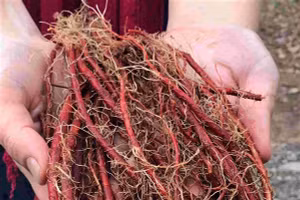 Đan sâm - thành phần quan trọng của Cốm tiền liệt thanh giải. 