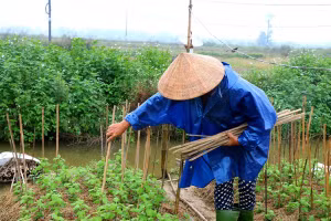 Người dân đang trong giai đoạn cắm nan, trồng dặm lại những cây bị hư hỏng chuẩn bị hoa phục vụ Tết Nguyên đán.