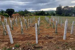 Những trụ thanh long “mọc” lên dọc con đường Đồng Nai.