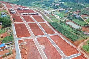 Một đồi chè tại TP Bảo Lộc, tỉnh Lâm Đồng bị cạo trọc.