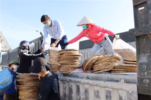 Lô hàng từ cây bèo tây đầu tiên được thu mua, xuất khẩu đi nước ngoài.