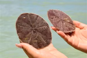 Thú vị “đồng đô la” trên cát