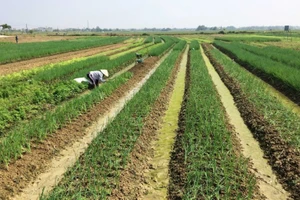 Hương An - vùng sản xuất hành lá chuyên canh, mang lại giá trị kinh tế cao cho nông dân.