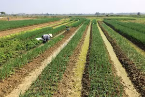 Hương An - vùng sản xuất hành lá chuyên canh, mang lại giá trị kinh tế cao cho nông dân.