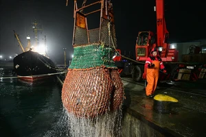 Một ngư dân dỡ cá ở lãnh thổ Primorye, Nga.