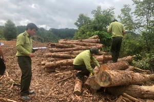 Lực lượng kiểm lâm tiến hành kiểm tra lâm sản bị chặt phá.