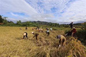 Người dân xã Nam Yang vào tâm dịch xã Hà Bầu giúp bà con gặt lúa.