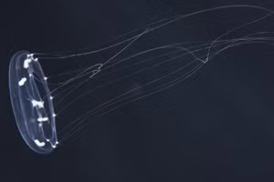 Loài sứa Clytia có kích thước nhỏ.