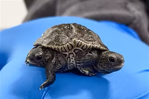 Phát hiện rùa hai đầu hiếm gặp ở Mỹ 