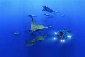 Người ngồi trong có thể nhìn bao quát đại dương. 