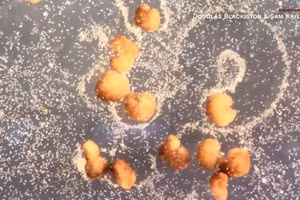 Các xenobot đã sử dụng “sự sao chép động học”.