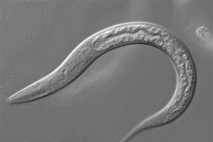 Giun C. elegans có thể cảm nhận sóng âm thanh.