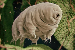 Tardigrades có vẻ ngoài khá đáng sợ.