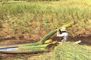 Cây cỏ bàng được trồng nhiều ở miền Tây, đặc biệt là tỉnh Long An.