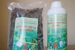 Sản phẩm từ cây chùm ngây.