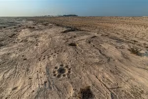 Trong Al Jassasiya có khoảng 900 điêu khắc trên mặt đá, họa tiết dấu cốc chiếm ưu thế.