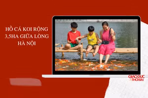 Hồ cá Koi rộng 3,5ha giữa lòng Hà Nội