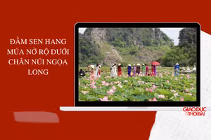 Đầm sen Hang Múa nở rộ đẹp mê mẩn dưới chân núi Ngọa Long