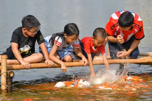 Người dân thích thú với hồ cá koi miễn phí giữa lòng Thủ đô.