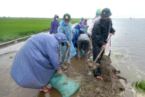 Lực lượng quân đội chuẩn bị bao cát để đắp đê ngăn lũ cứu lúa cho người dân tại huyện Phú Lộc.