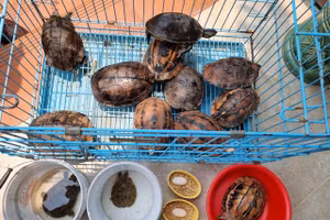Các cá thể rùa được người dân giao nộp.