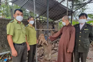 Nhà chùa bàn giao thả 4 cá thể khỉ quý hiếm về môi trường tự nhiên.